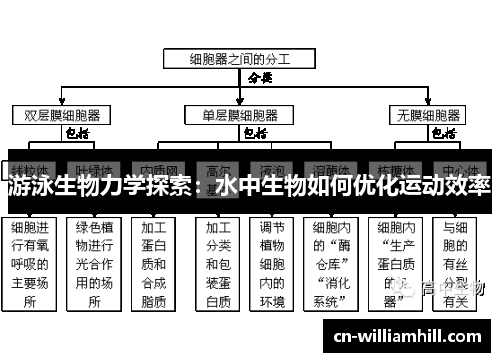 游泳生物力学探索：水中生物如何优化运动效率